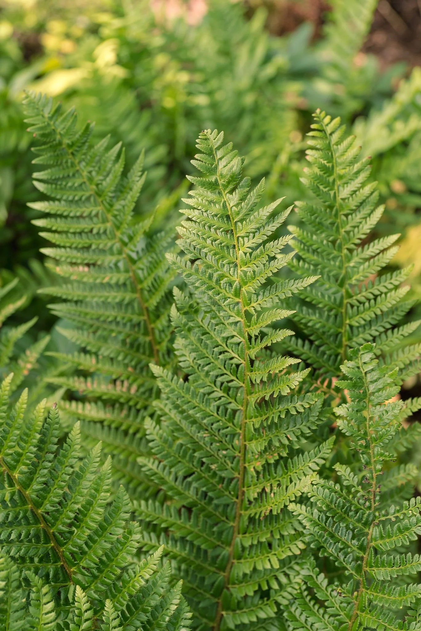 Plants-4.jpg