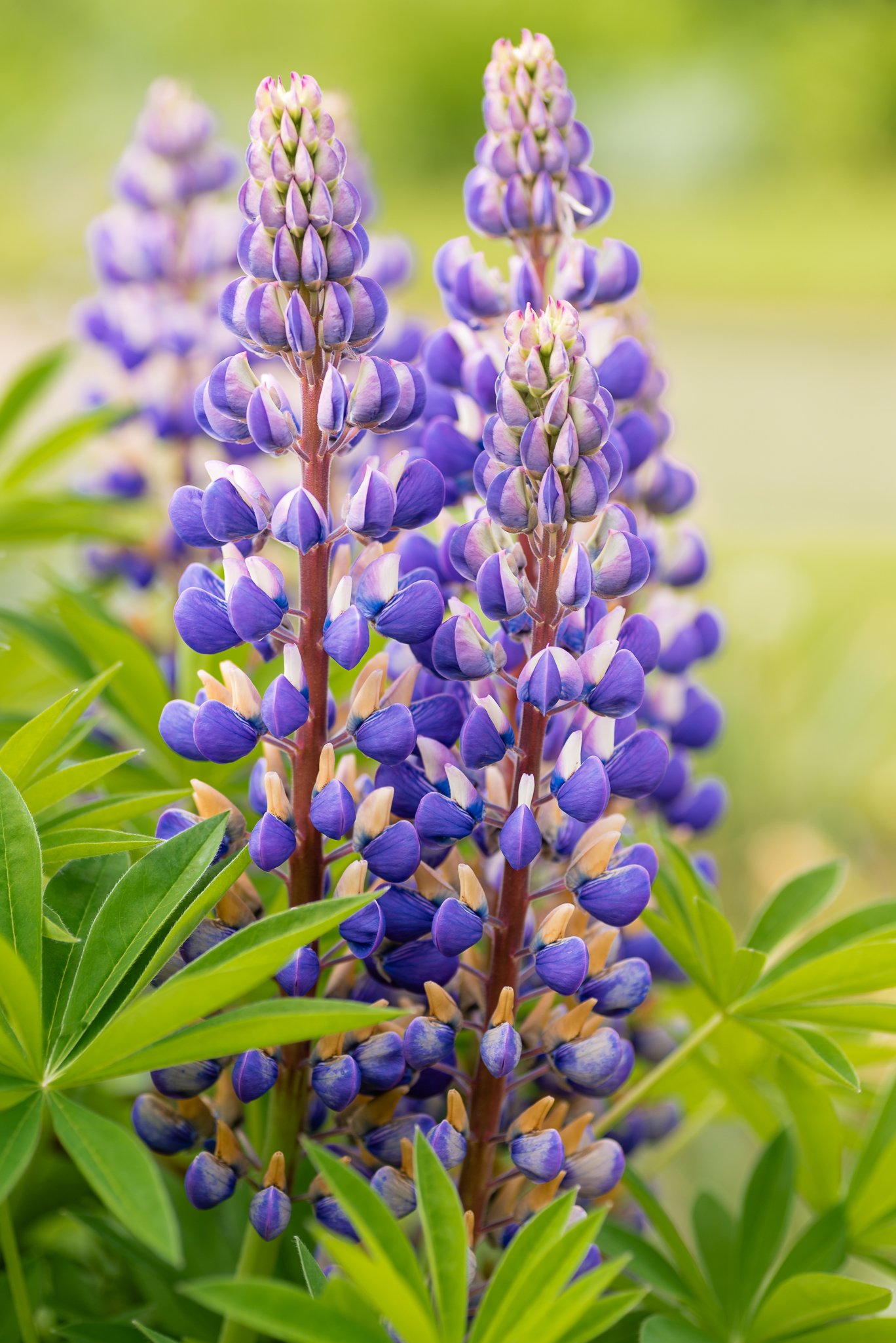 Plants-10.jpg