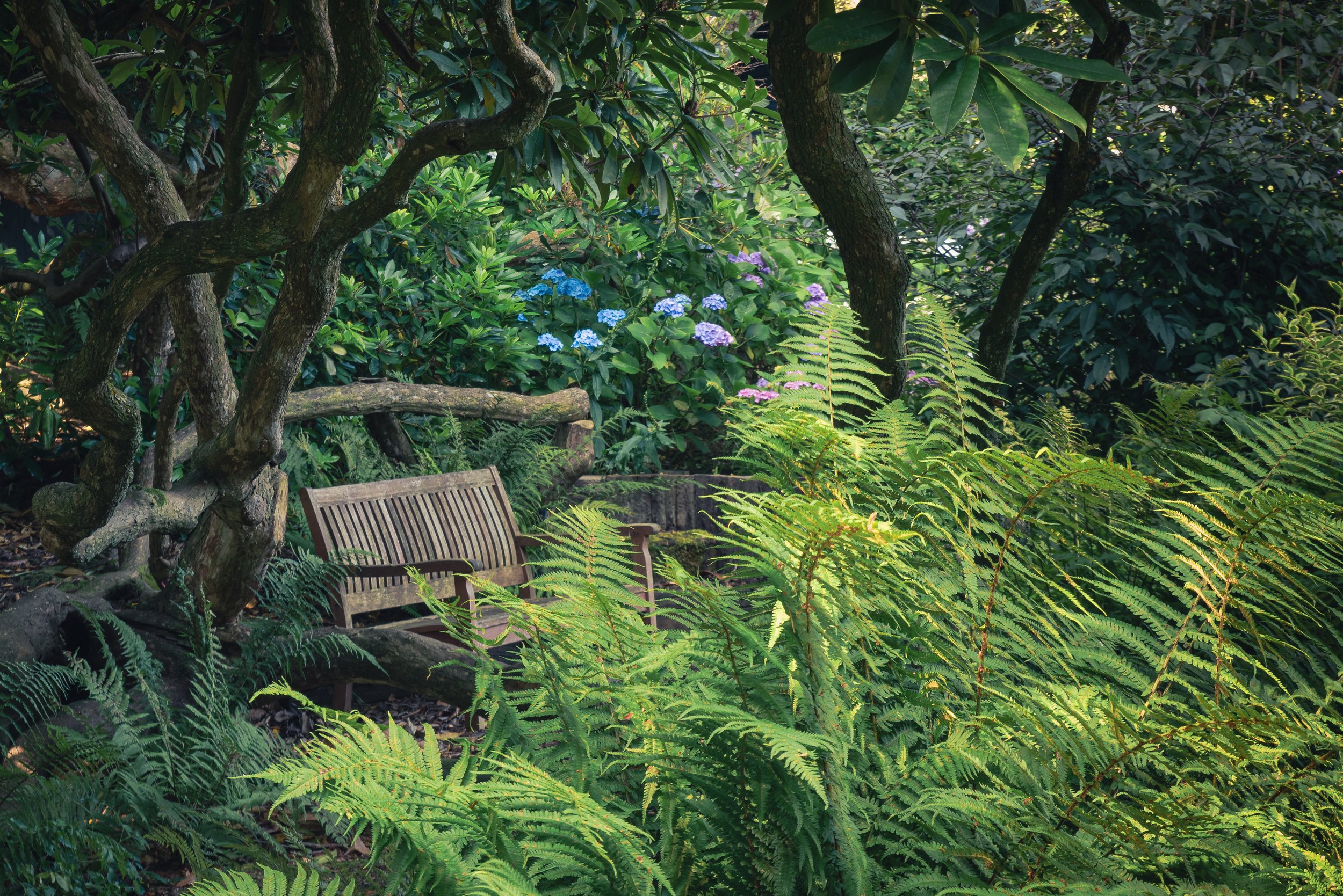 Wooden bench beneath mature Rhododendrons in a Private NGS Open Garden