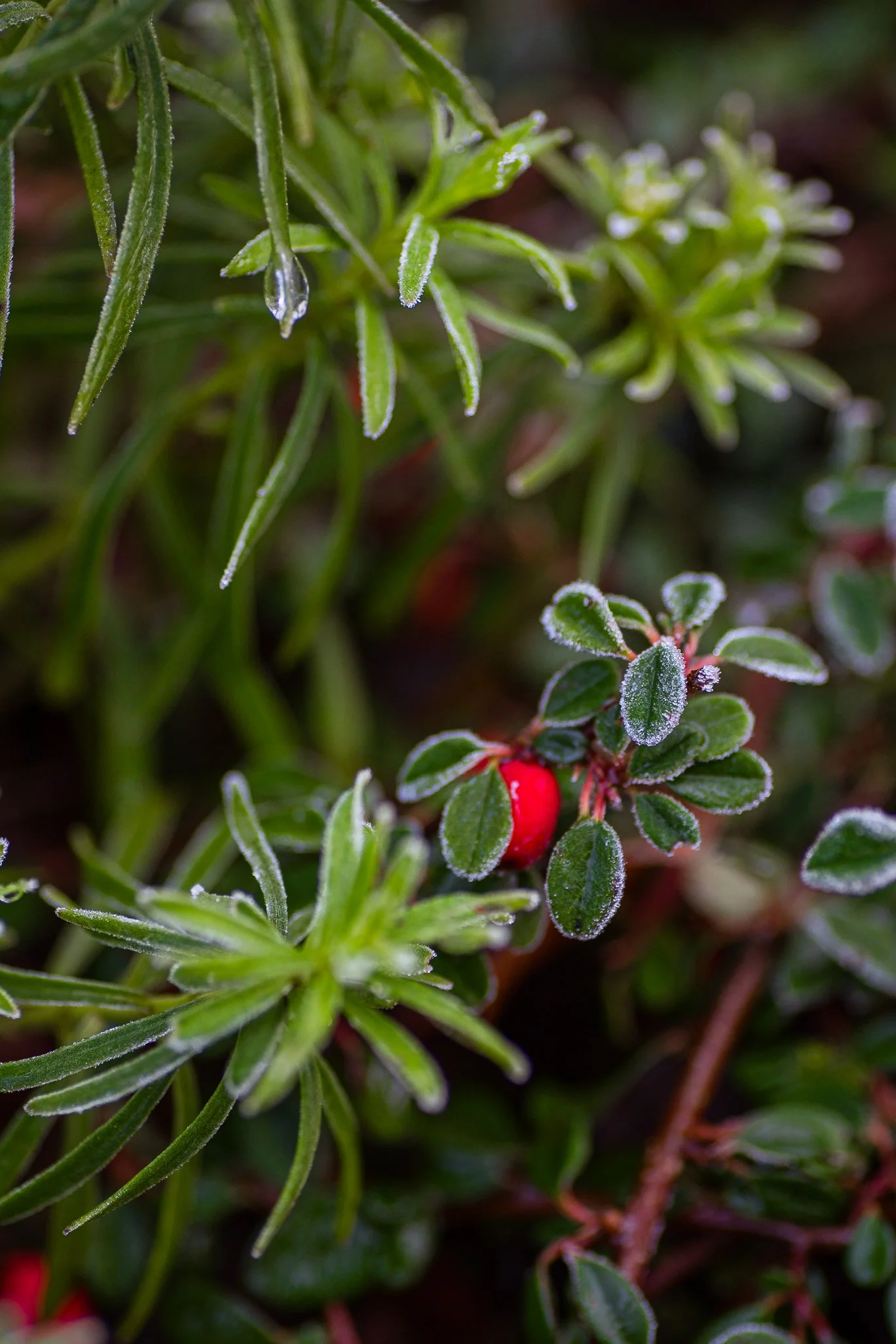 Plants-33.jpg