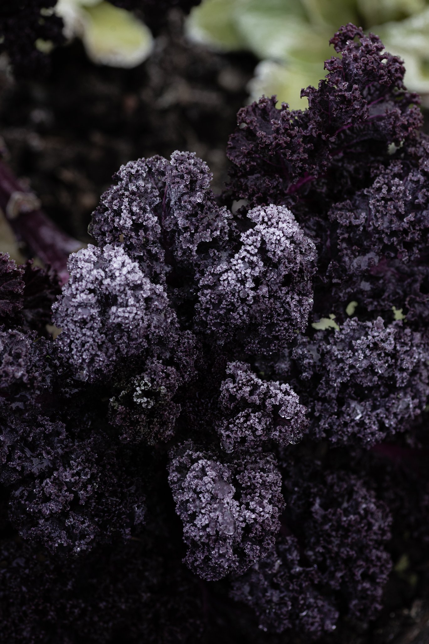 Plants-27.jpg