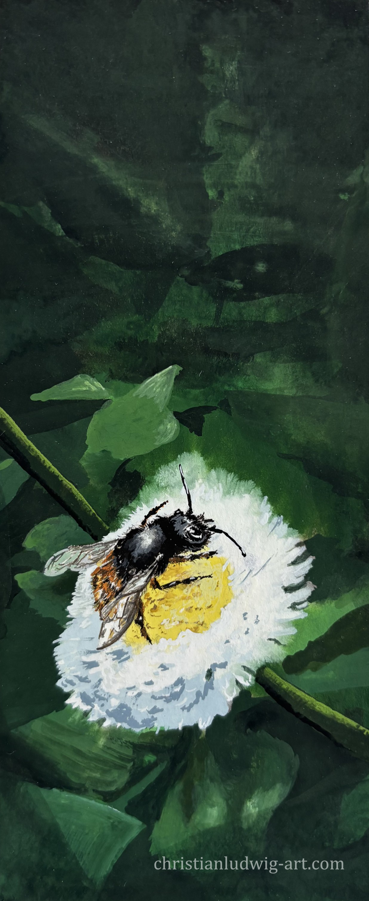 Osmia cornuta : european orchard bee : gehörnte Mauerbiene in Gouache by Christian Ludwig. April 2026.
