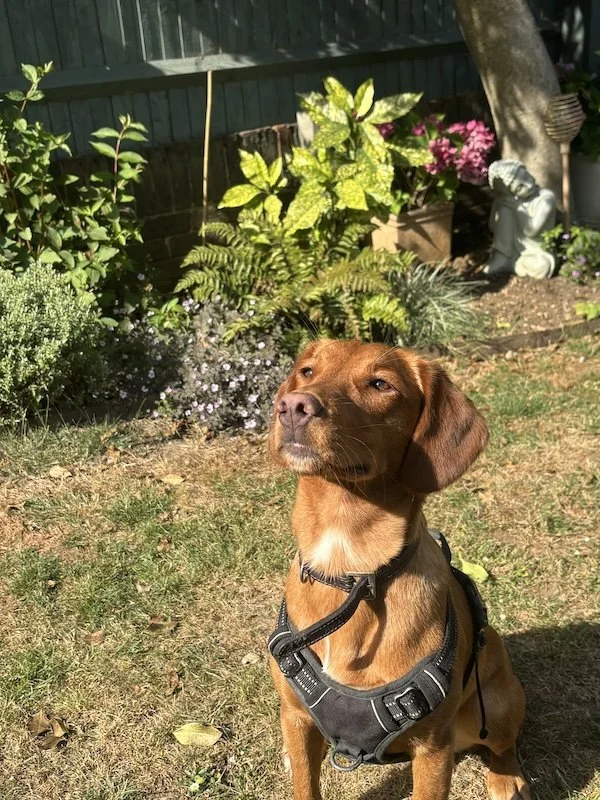 walks.jpg