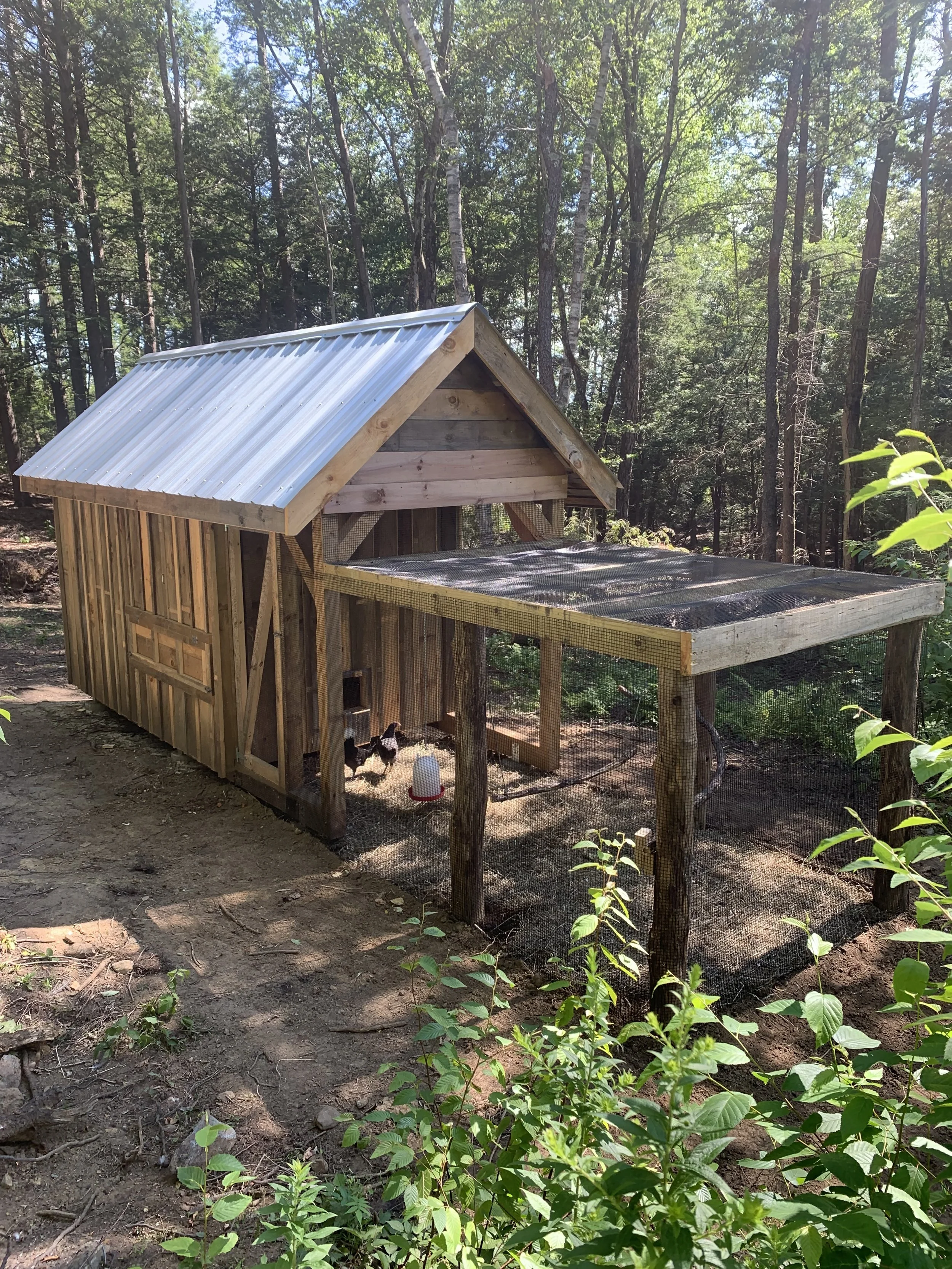 A small wooden chicken coop with a cloudy metal roof in a forested area, with chickens and a water feeder inside the coop.