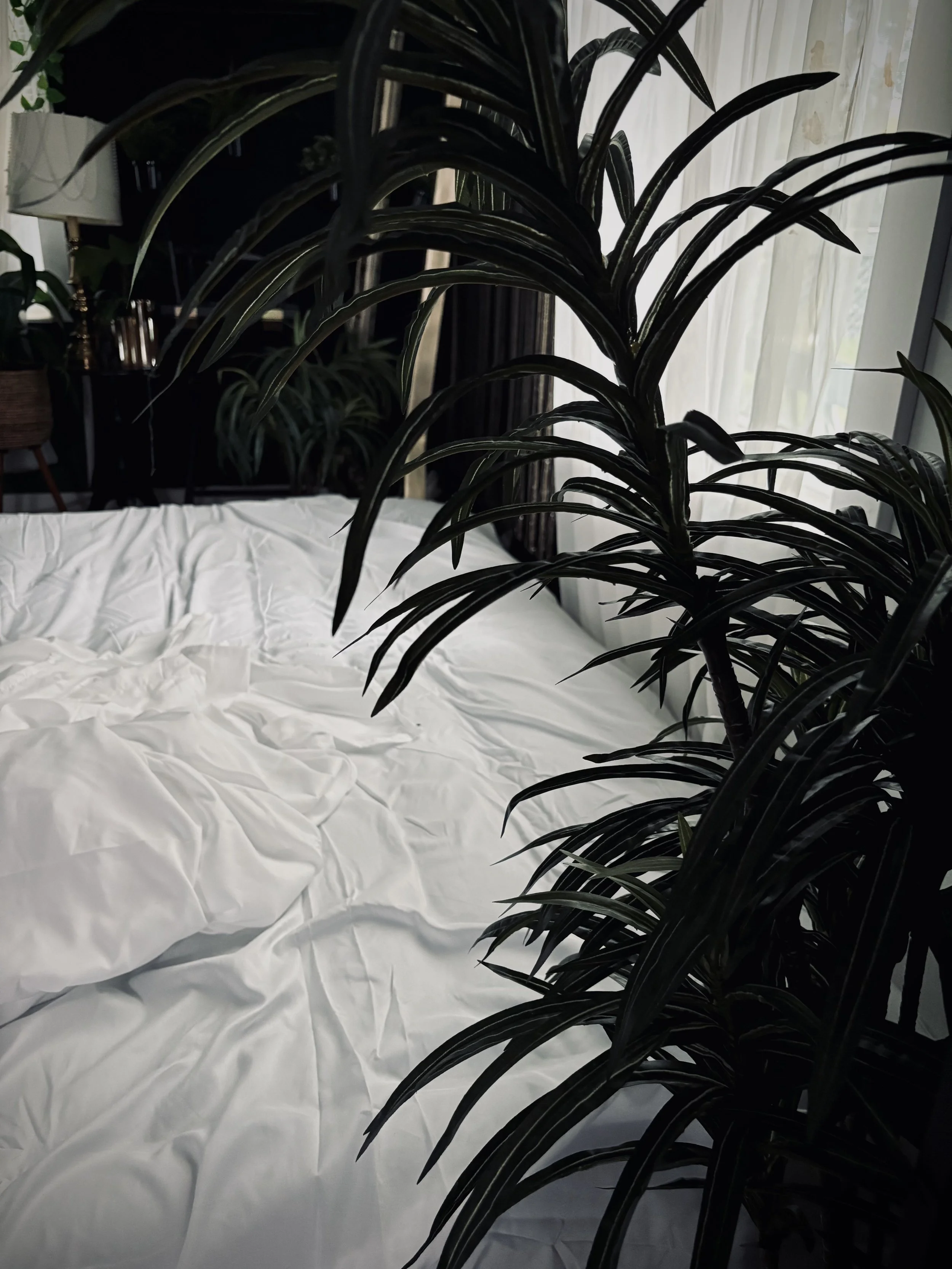 A large, dark green indoor plant partially blocking a bed with rumpled white sheets, next to a window with sheer curtains.