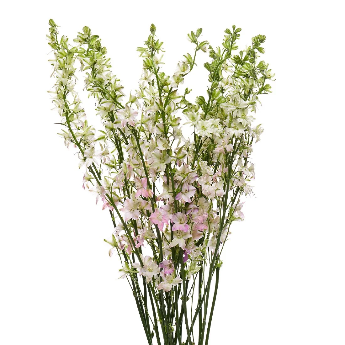 Pink Larkspur