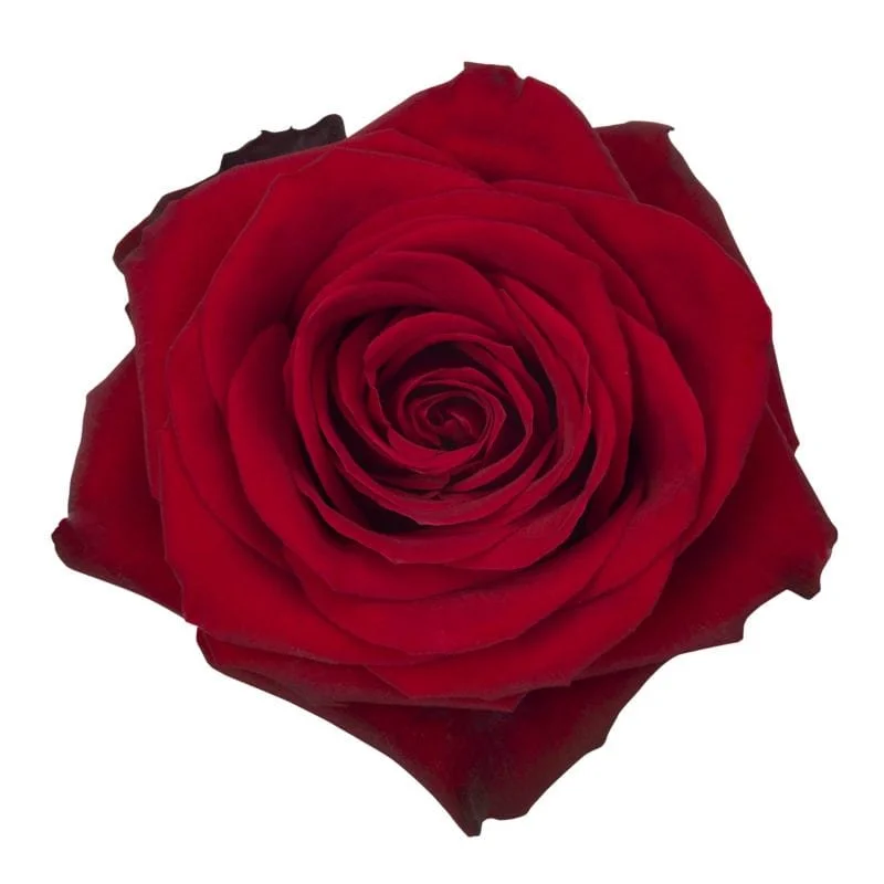 Deluxe Dozen Rose Arrangement