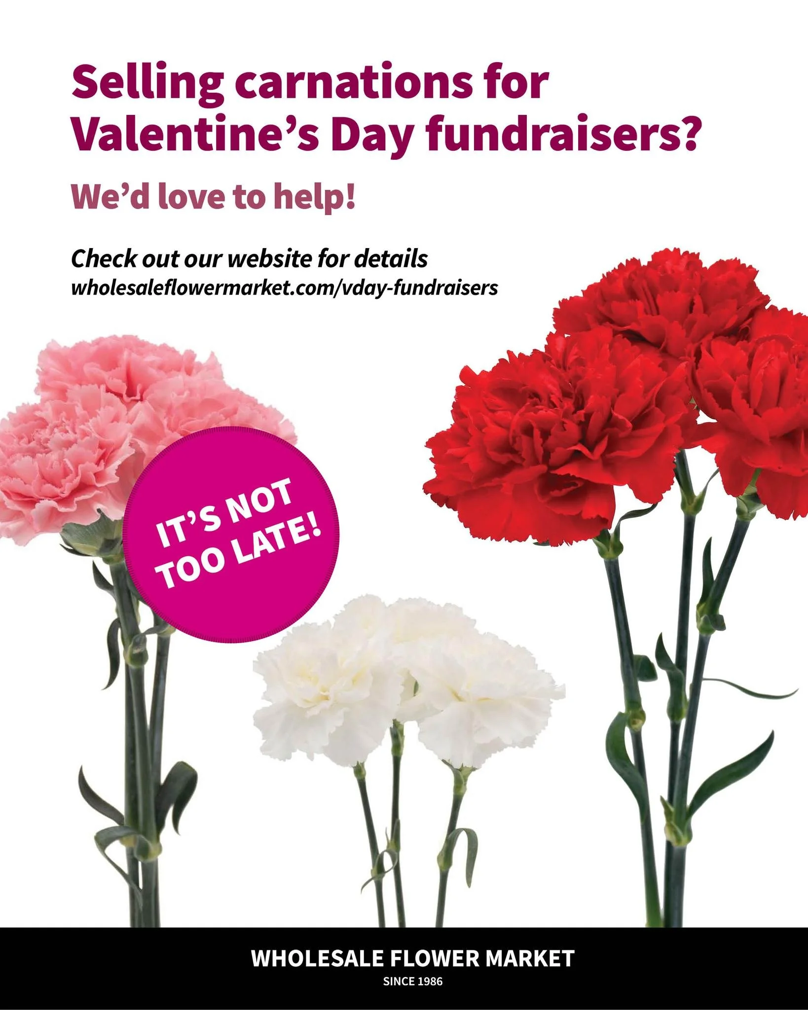 🚨Don't worry, there's still time to get your bulk carnation orders in! Email orders@wholesaleflowermarket.com.

More information about carnation sales here: https://www.wholesaleflowermarket.com/vday-fundraisers