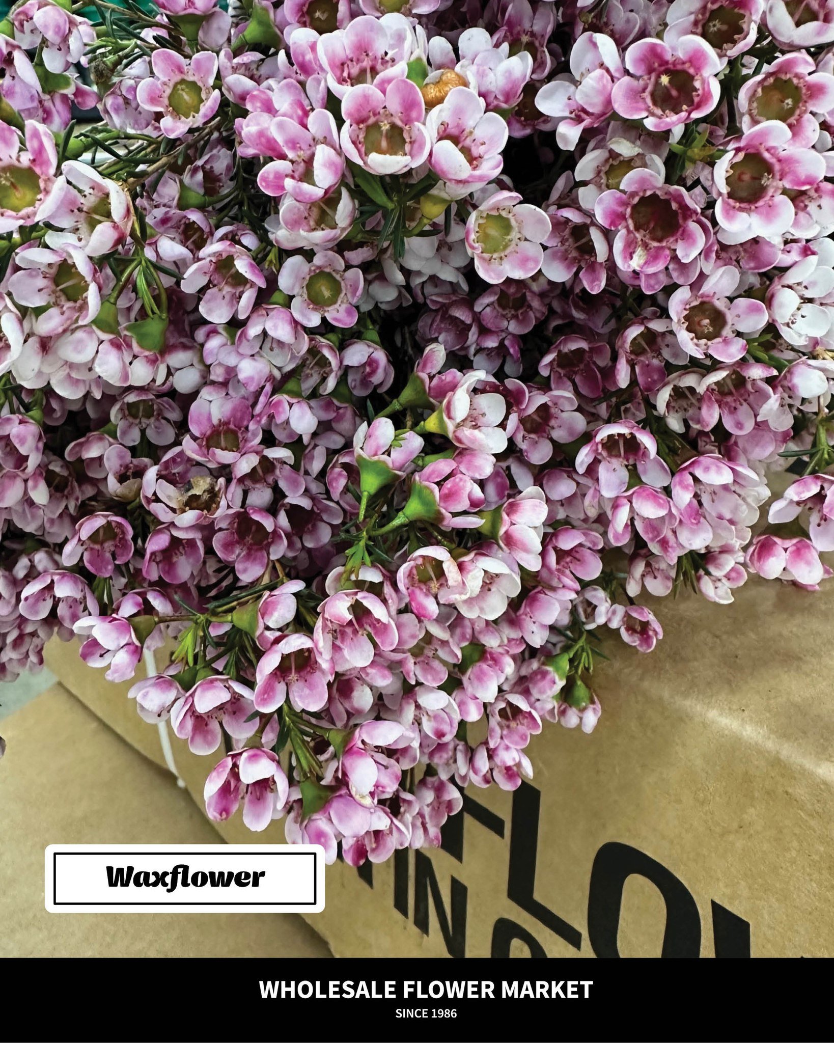 Spring has landed! We're in love with these new arrivals from California.

If you need us we'll be in the cooler trying to decide what we're going to take home... unless of course you beat us to it. 😉

P.S. Stay tuned for more fun things arriving Th