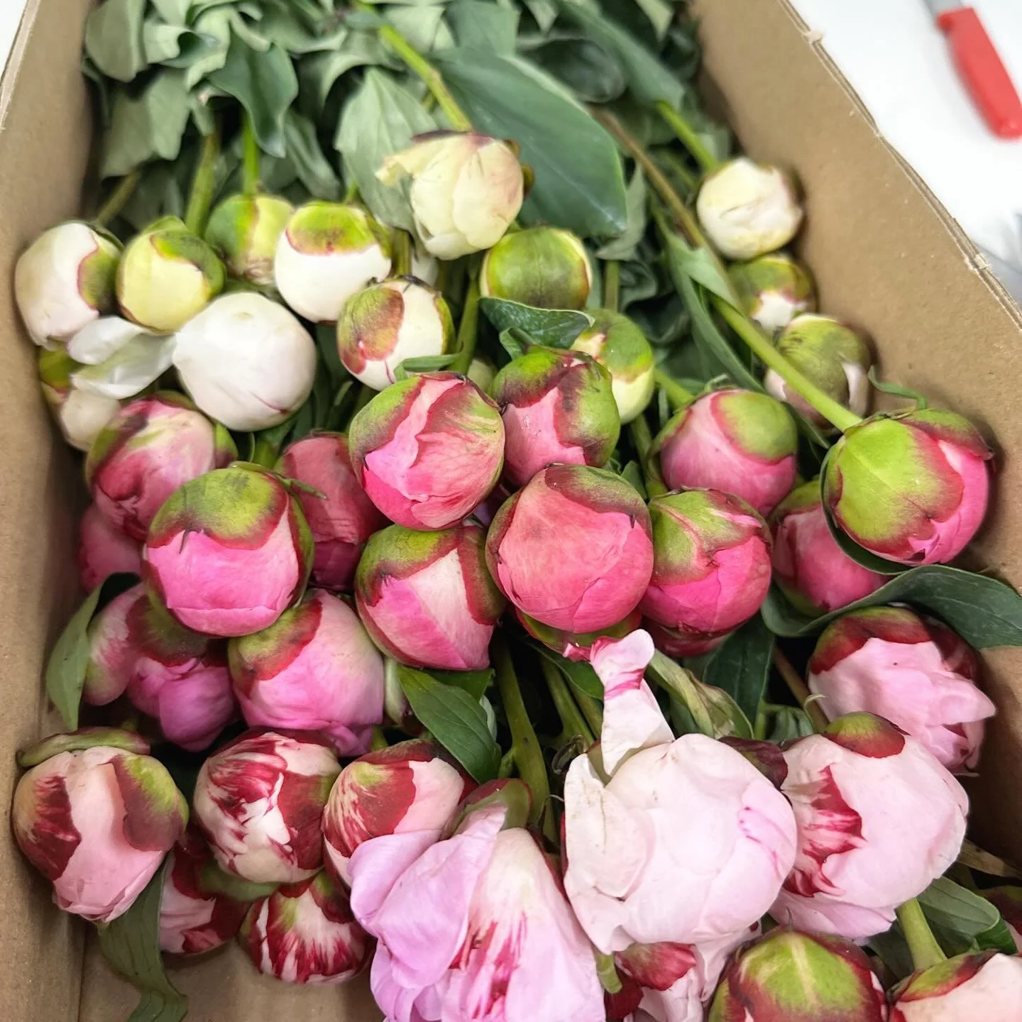 👀 Tis the season!

#wholesaleflowermarket #bulkflowers #diyflowers #peonies #chesapeakeva