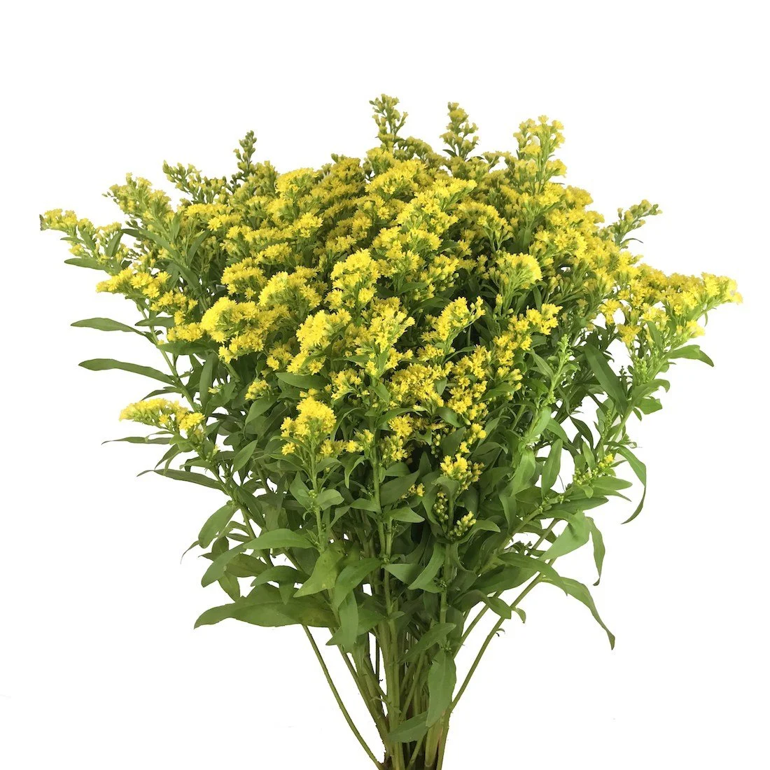 Solidago