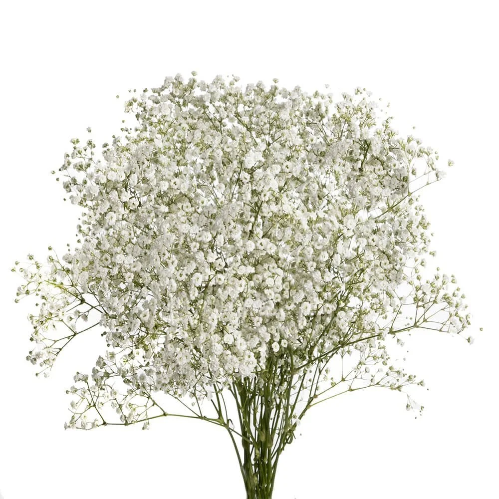 Baby’s Breath (Gypsophila)