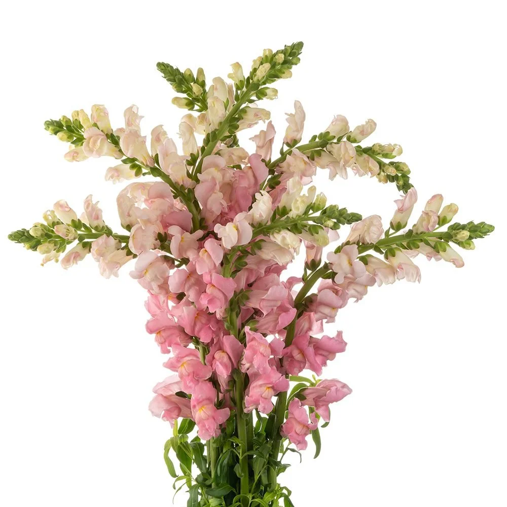 Snapdragons