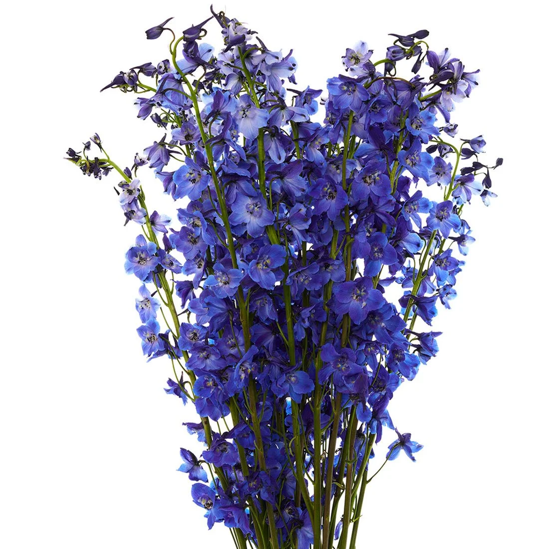 Delphinium