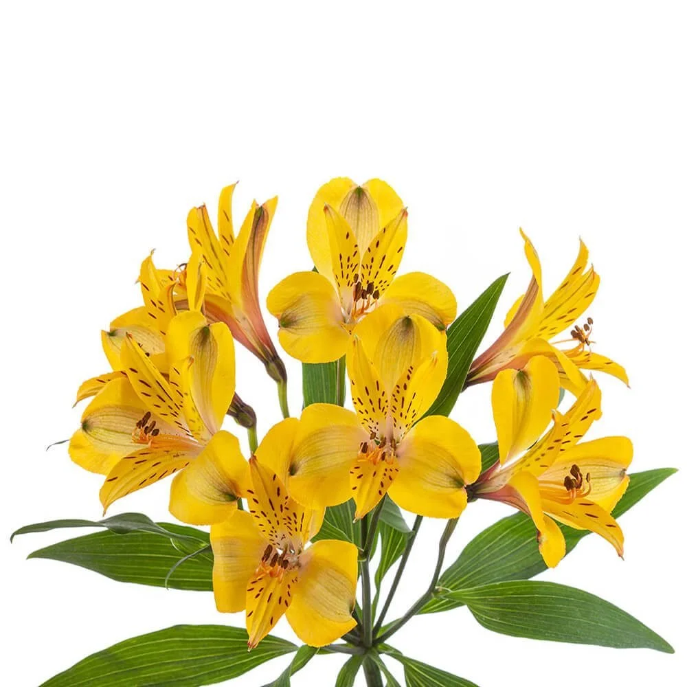 Alstroemeria