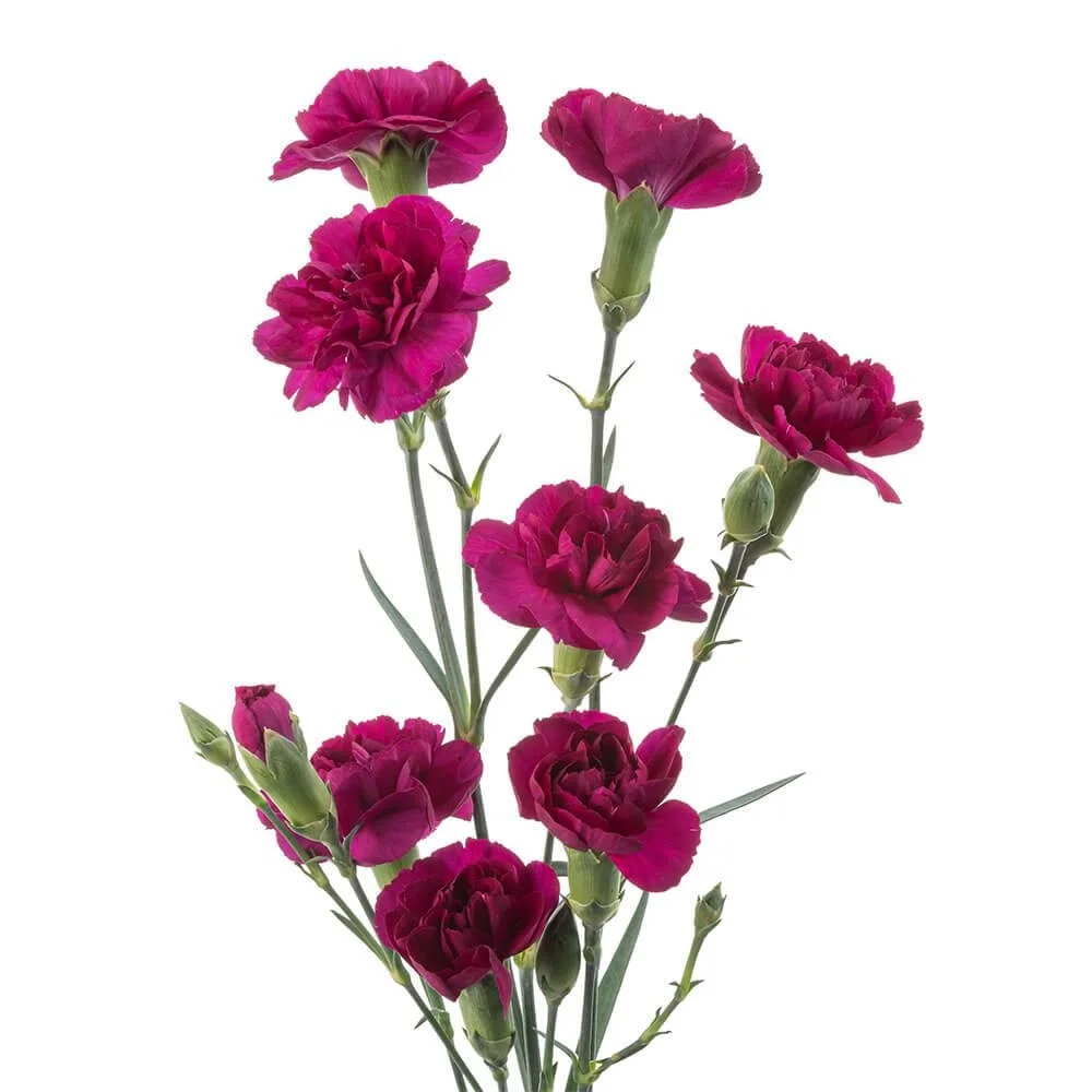 Mini Carnations