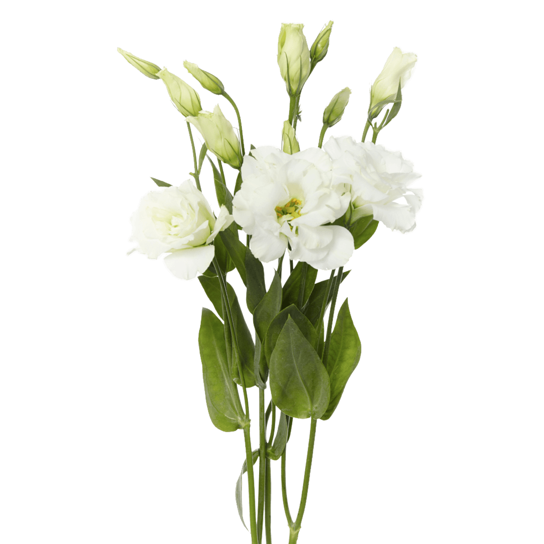 Lisianthus