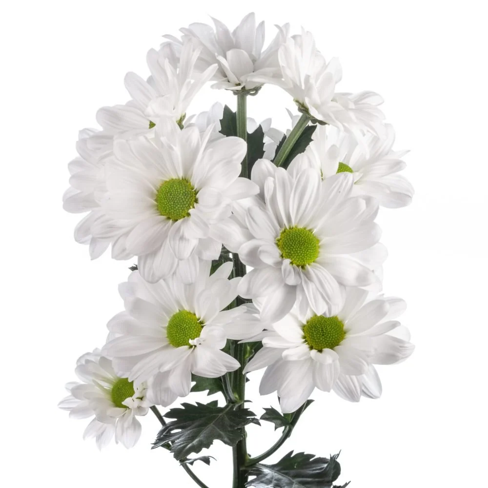 Daisy Poms