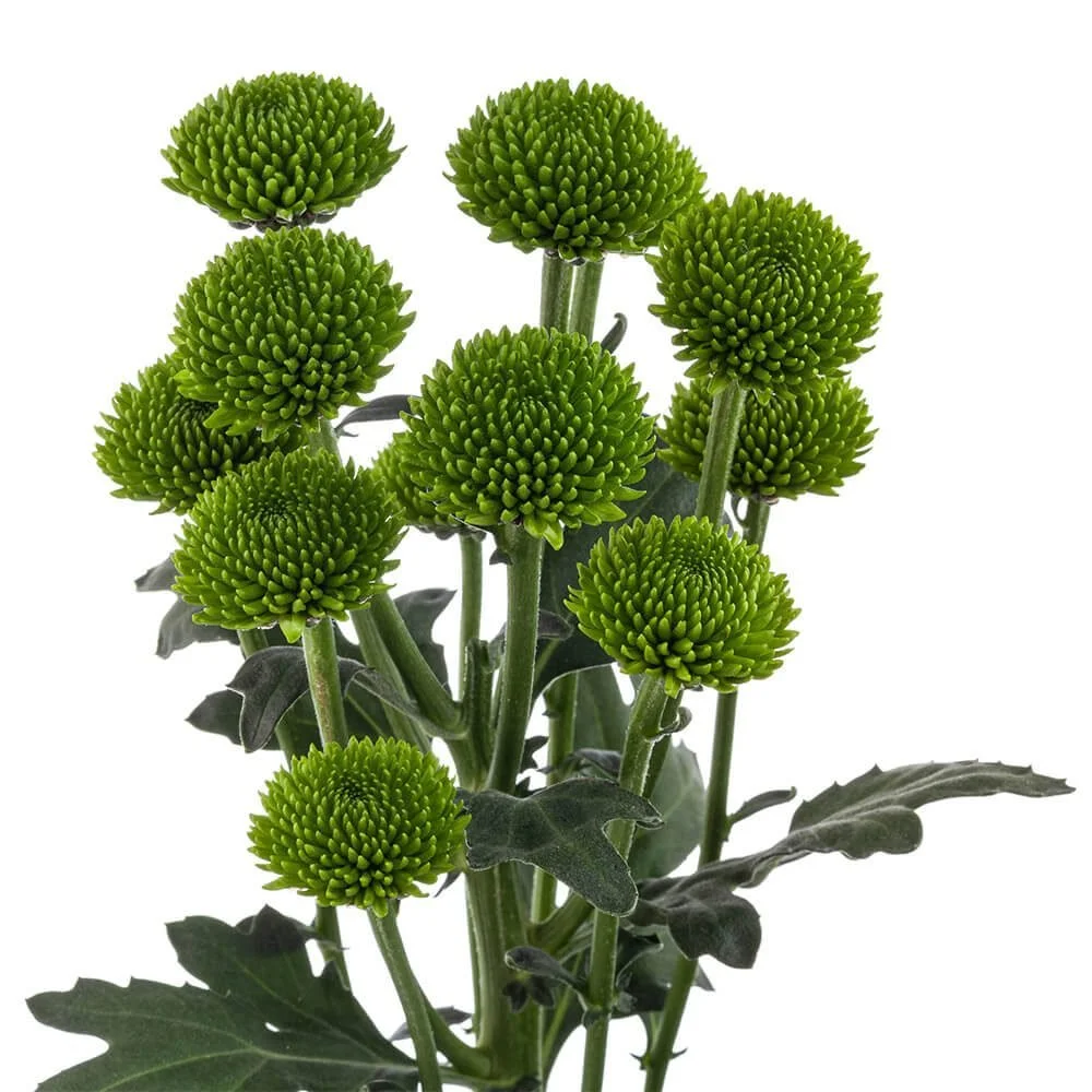 Button Poms