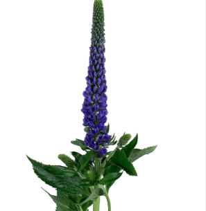 Veronica