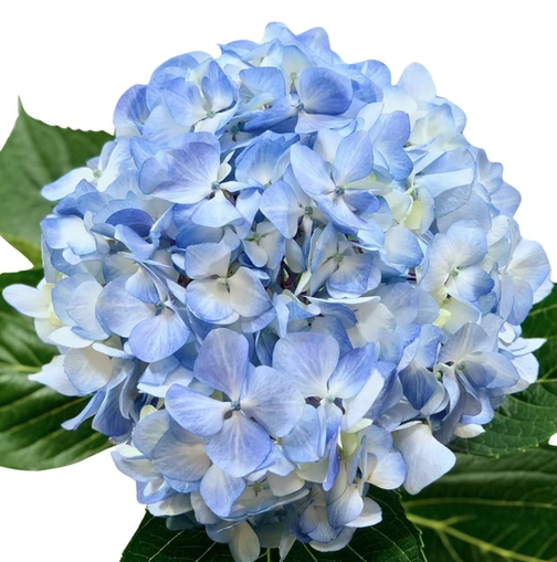 Hydrangeas