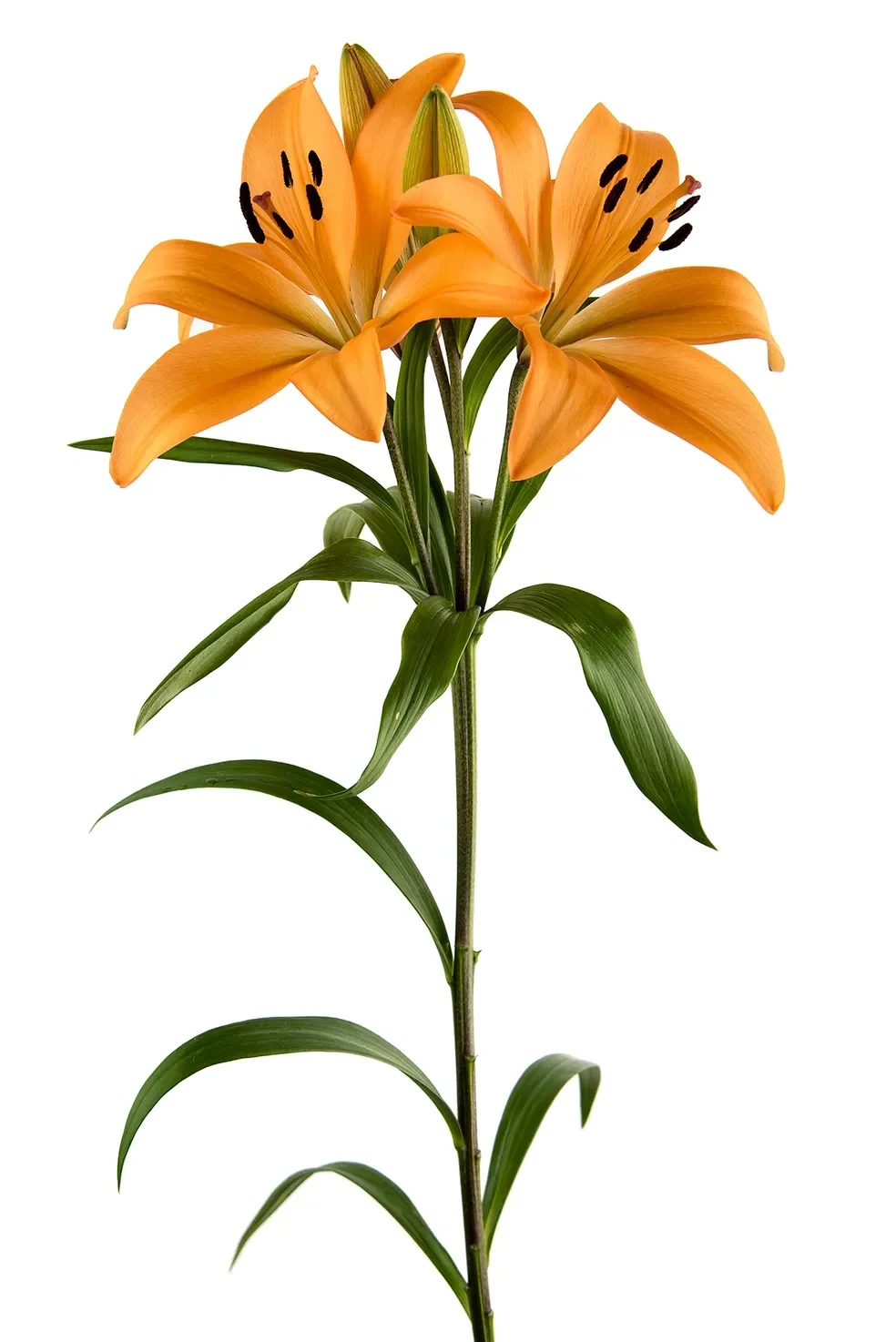 Asiatic Lilies