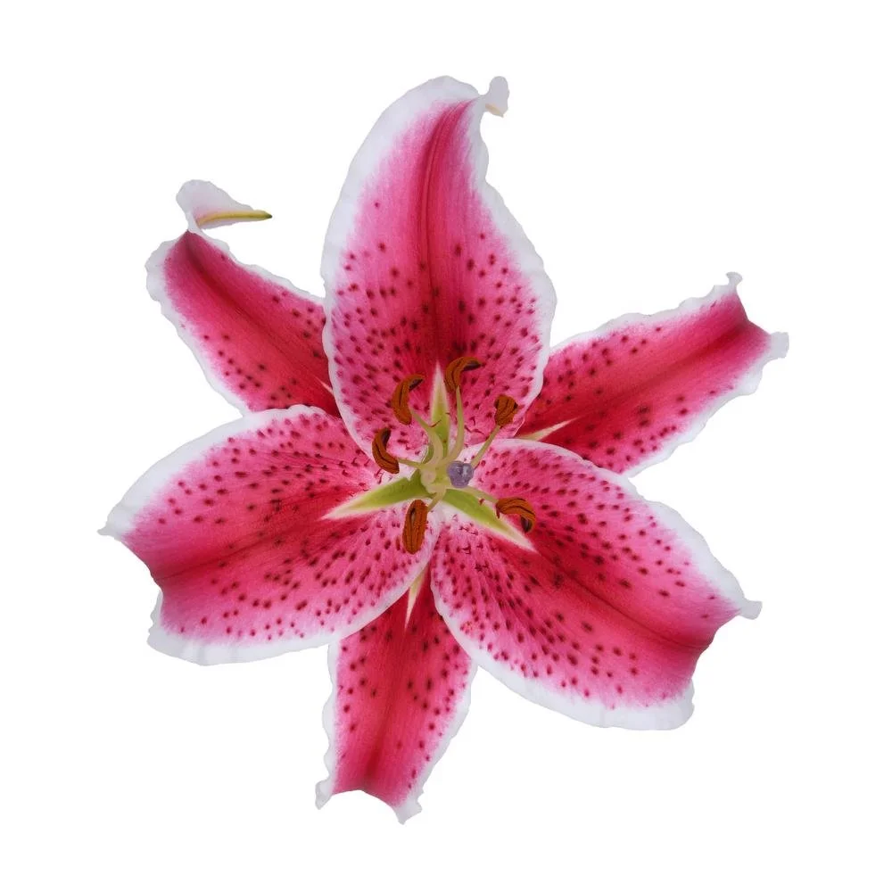 Oriental Lilies