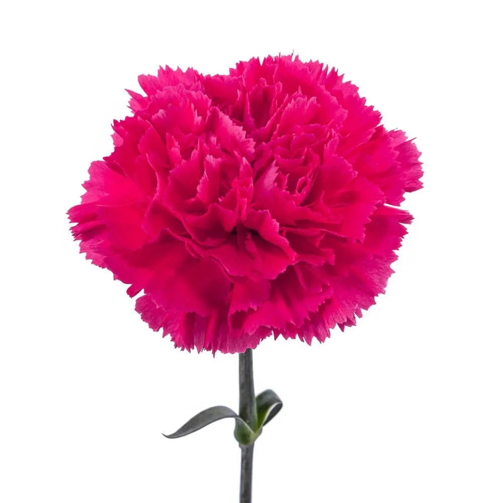 Carnations