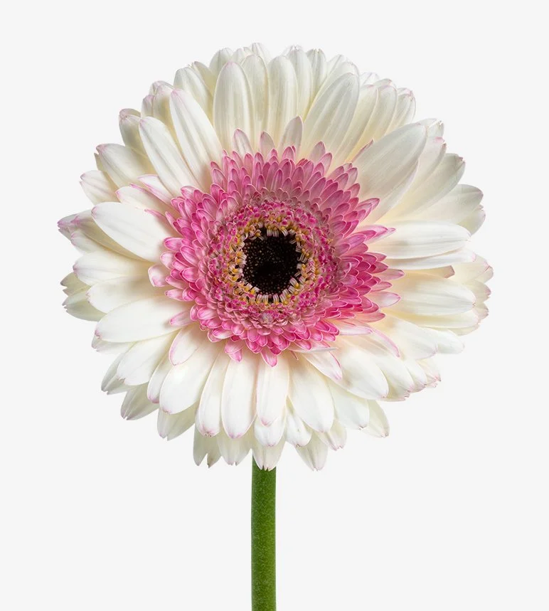 Gerberas