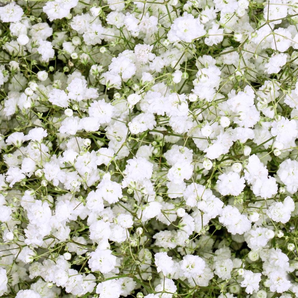 Large Bloom Gypsophila