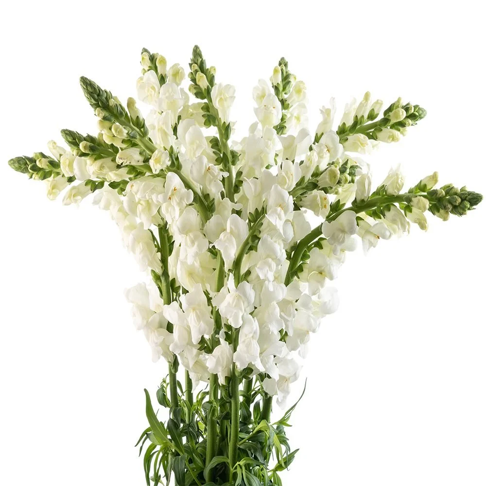White Snapdragon