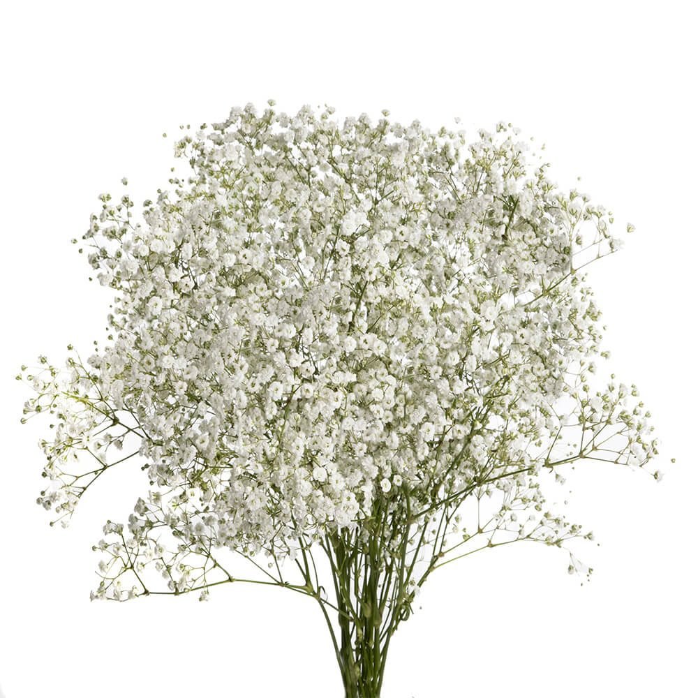 Large Bloom Gypsophila
