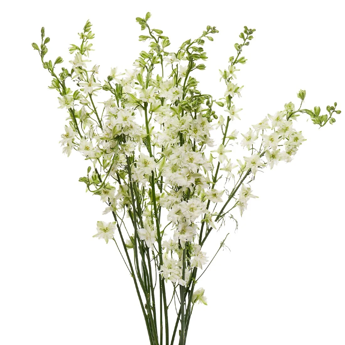 White Larkspur