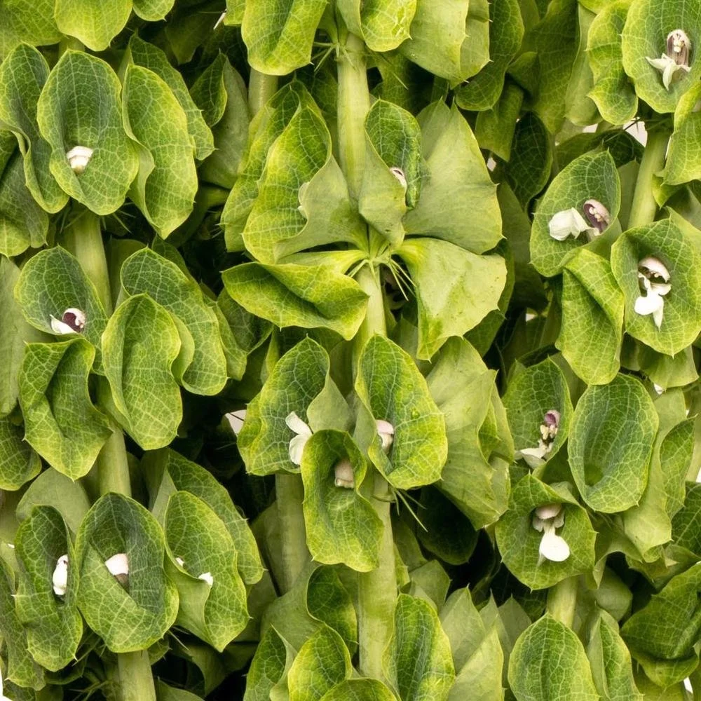Bells of Ireland