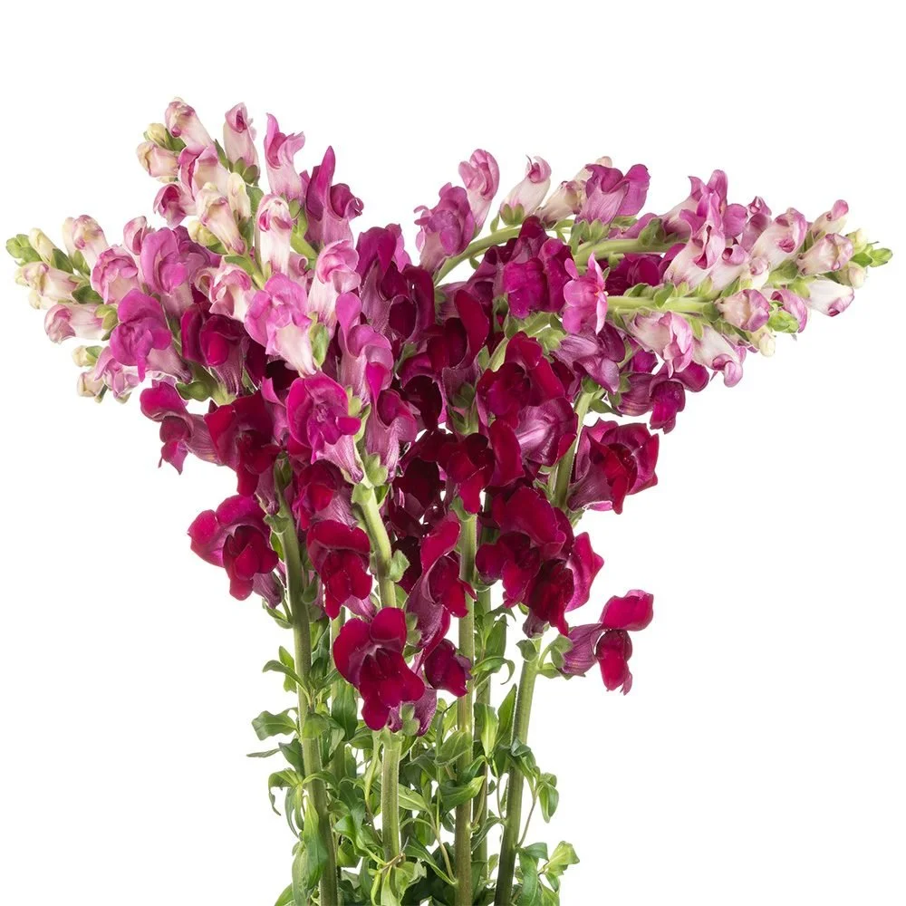 Purple/Burgundy Snapdragon