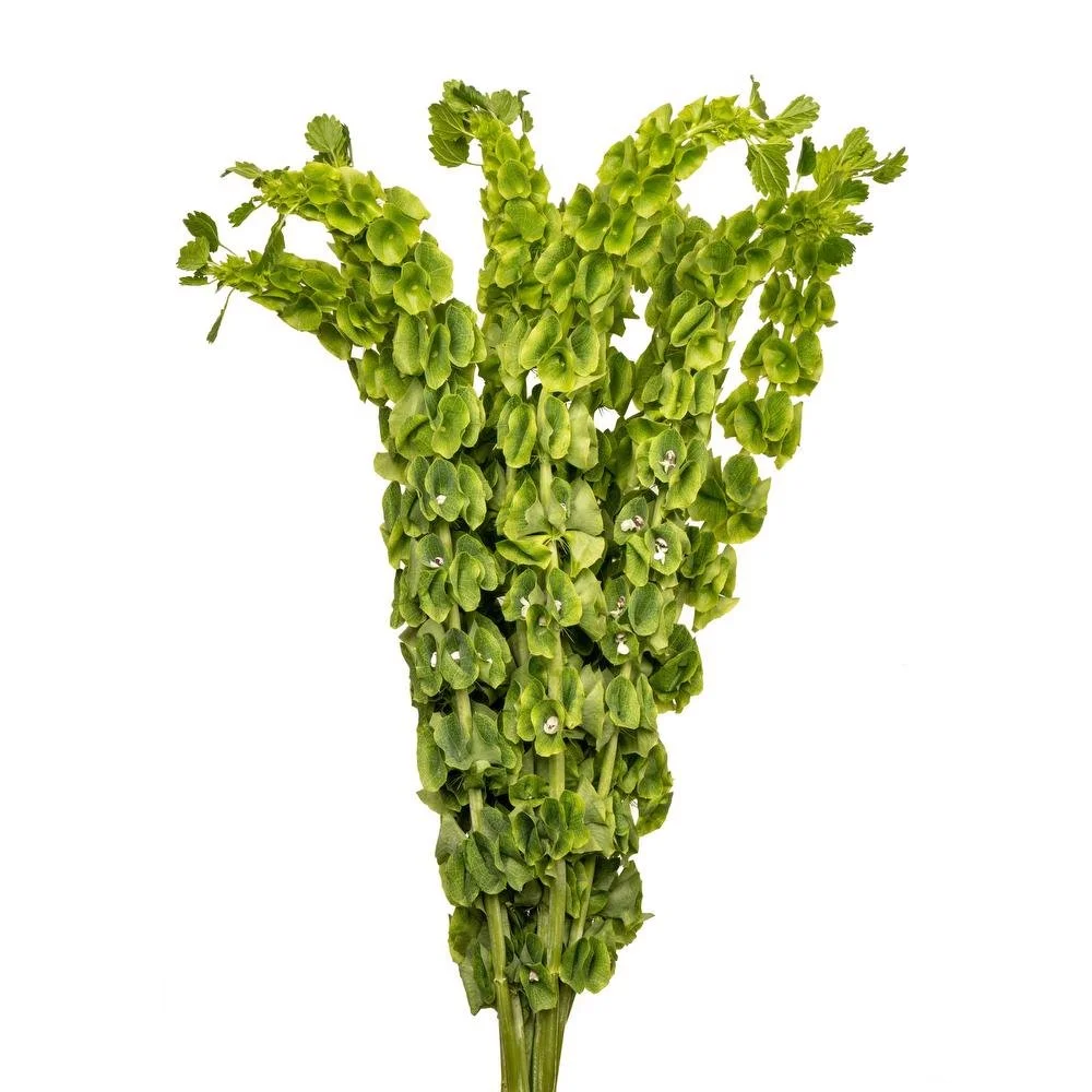Bells of Ireland