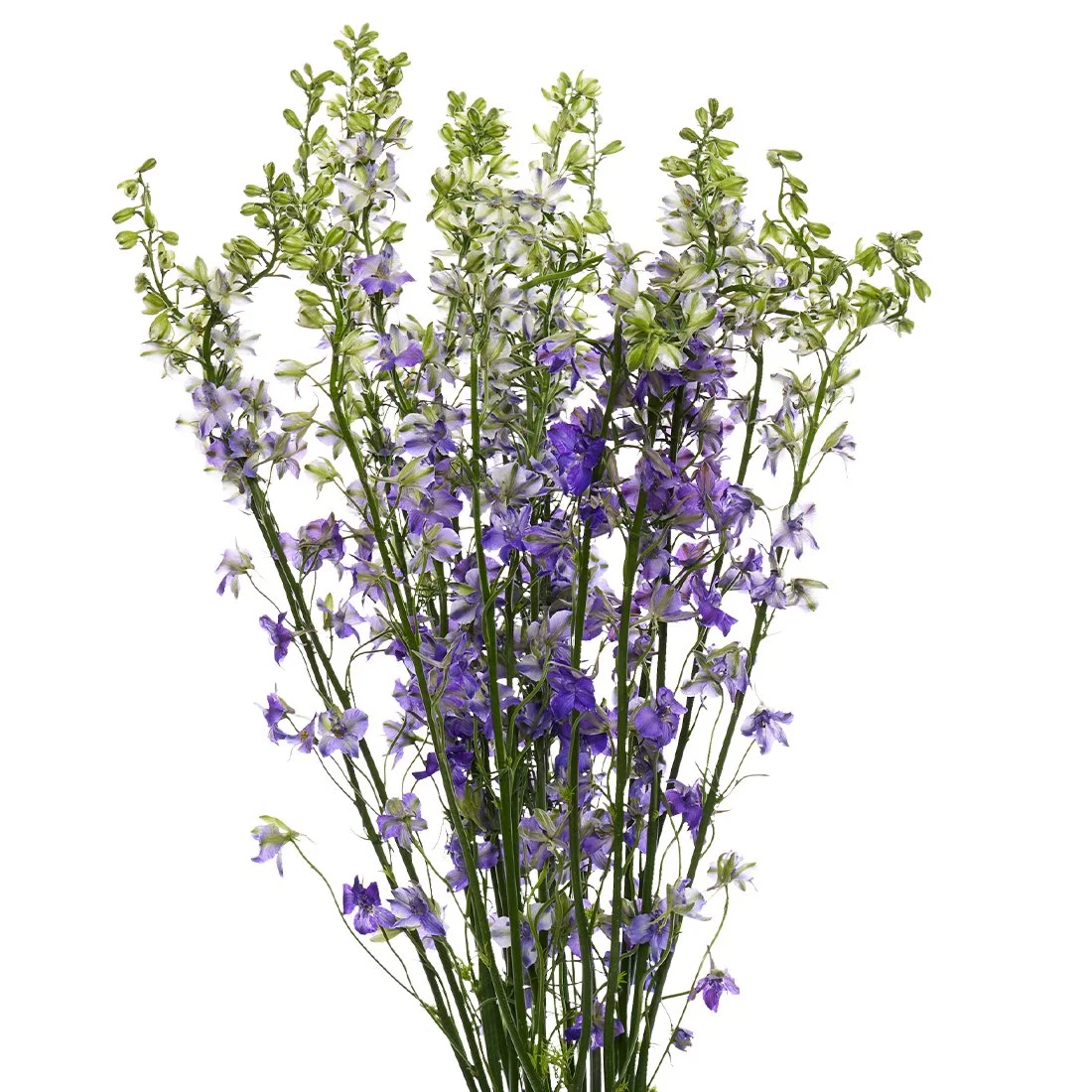 Purple Larkspur