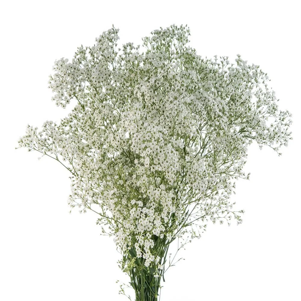 Small Bloom Gypsophila