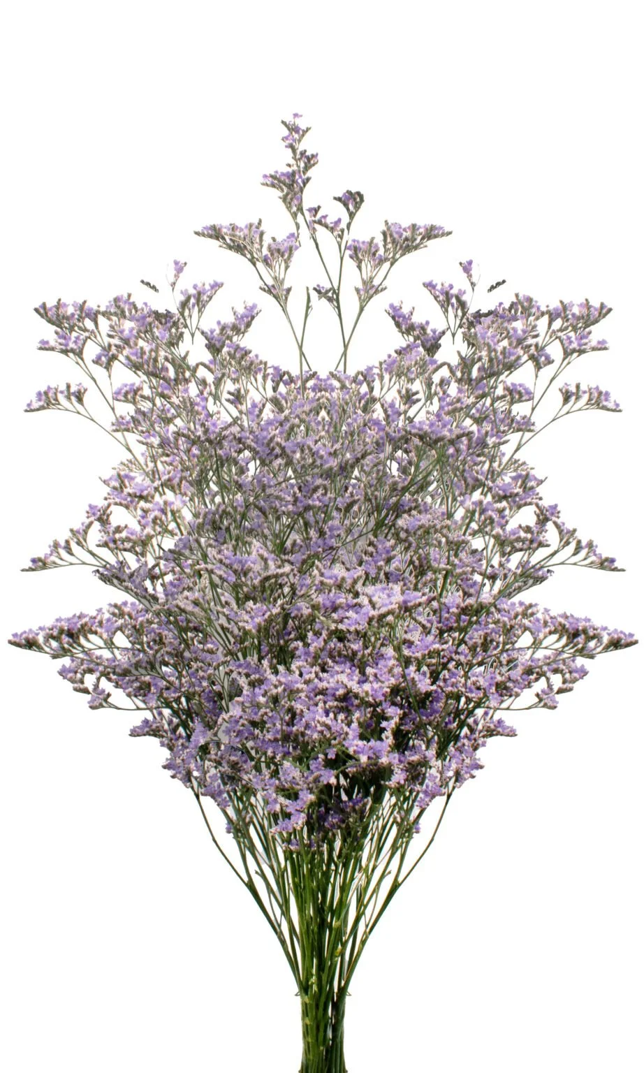 Limonium