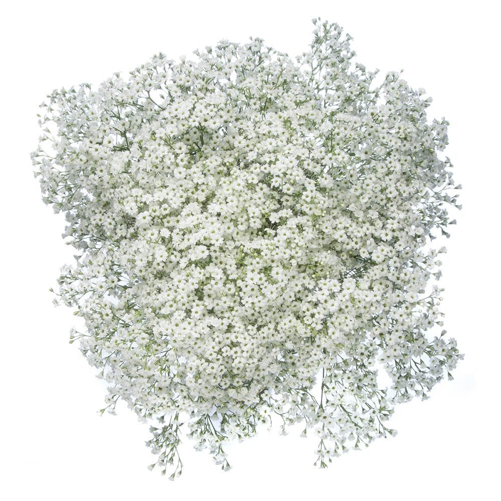 Small Bloom Gypsophila