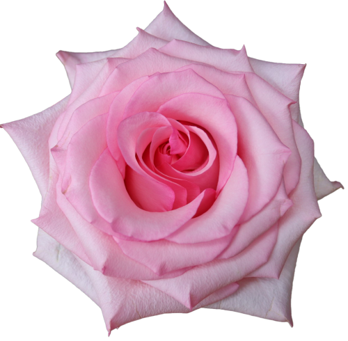 Deluxe Dozen Rose Arrangement