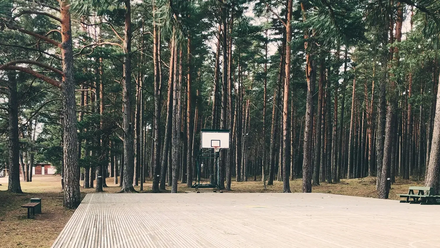 Sports Leading The Charge in Forest Restoration