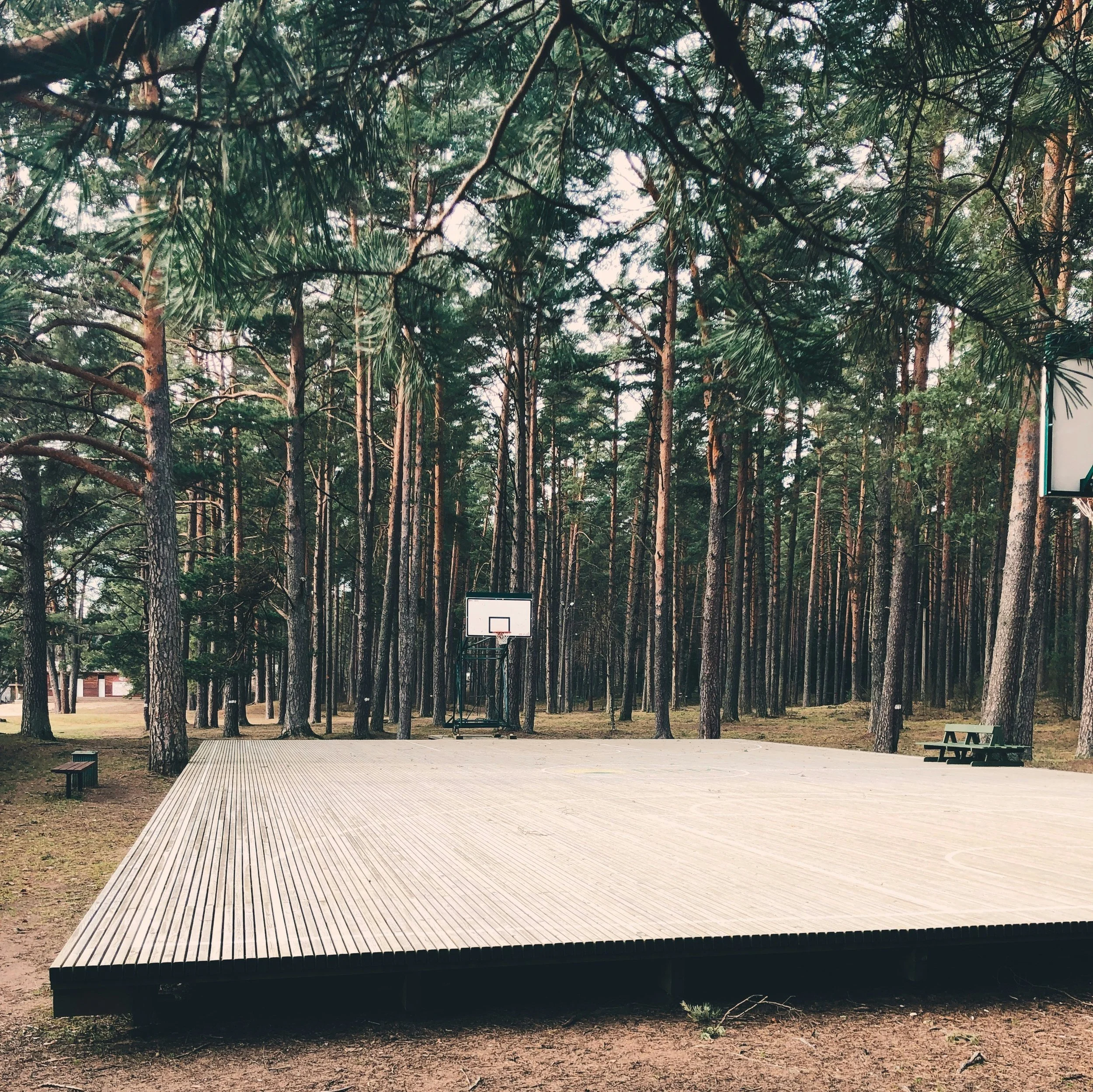 Basketball field in the middle of a forest