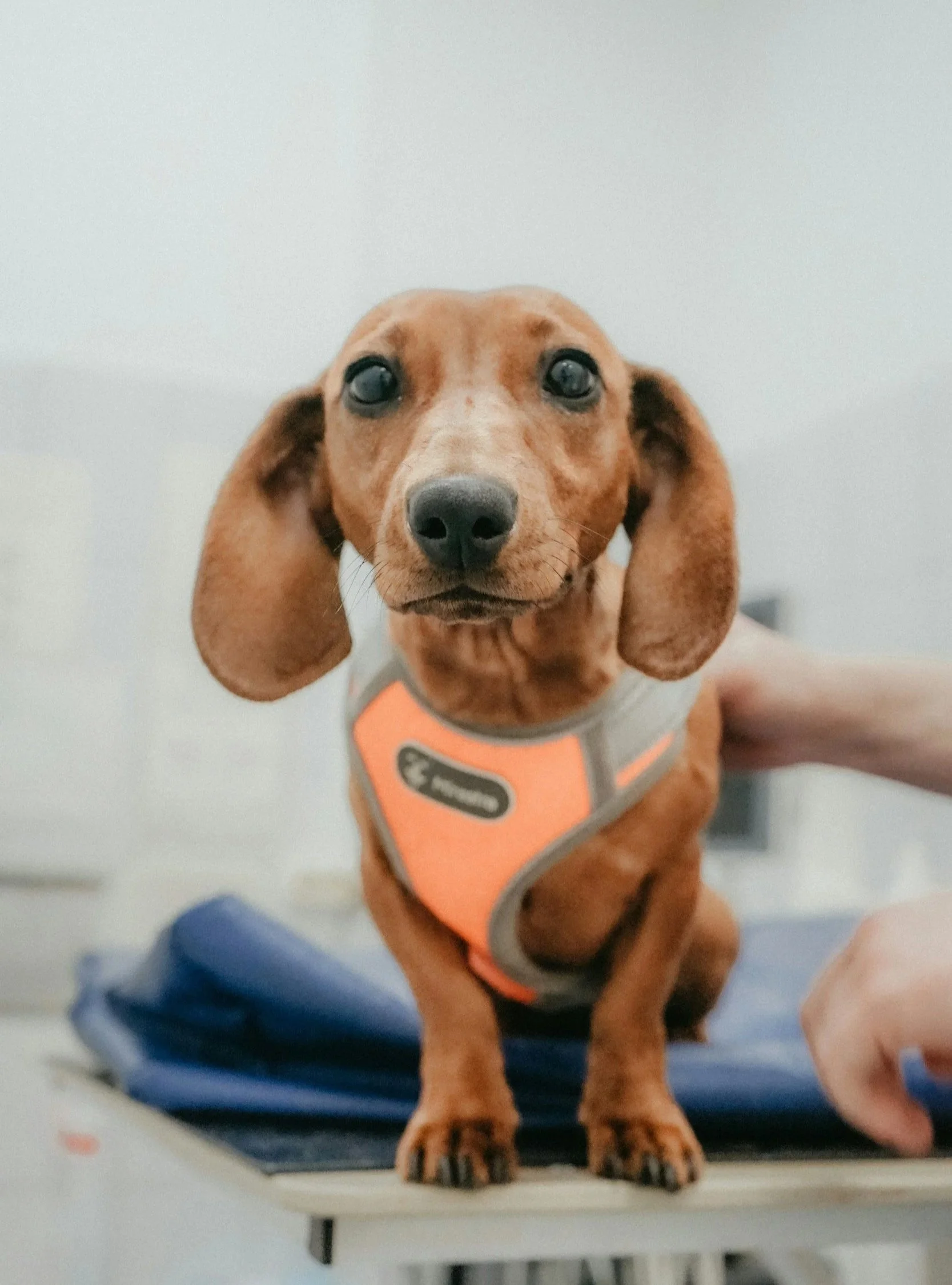 dachshund dog with long ears and dark eyes, wearing an orange harness, sitting on a table in a veterinary orthopedic surgical center