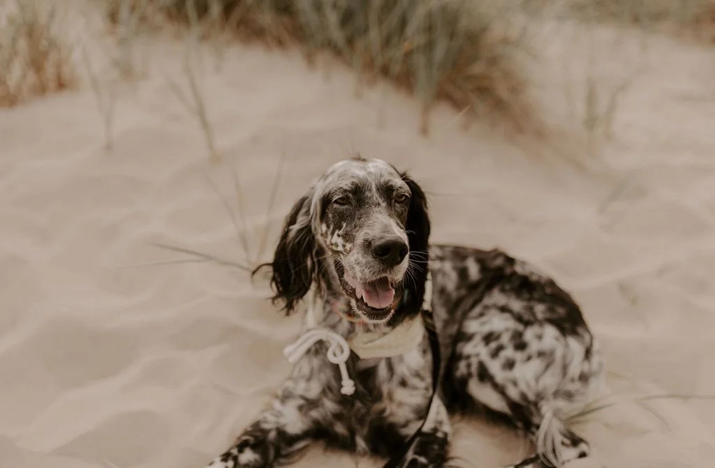 Veterinary orthopedic. Irish setter