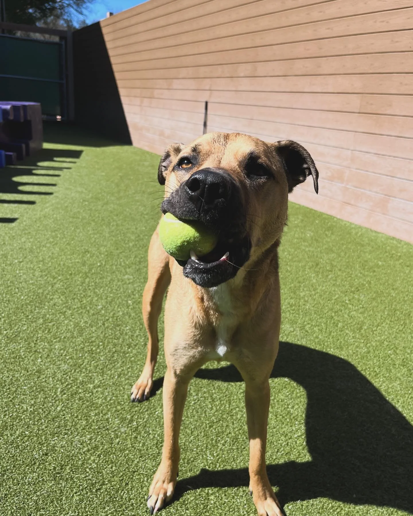 Dog healed after TPLO cruciate ligament tear procedure