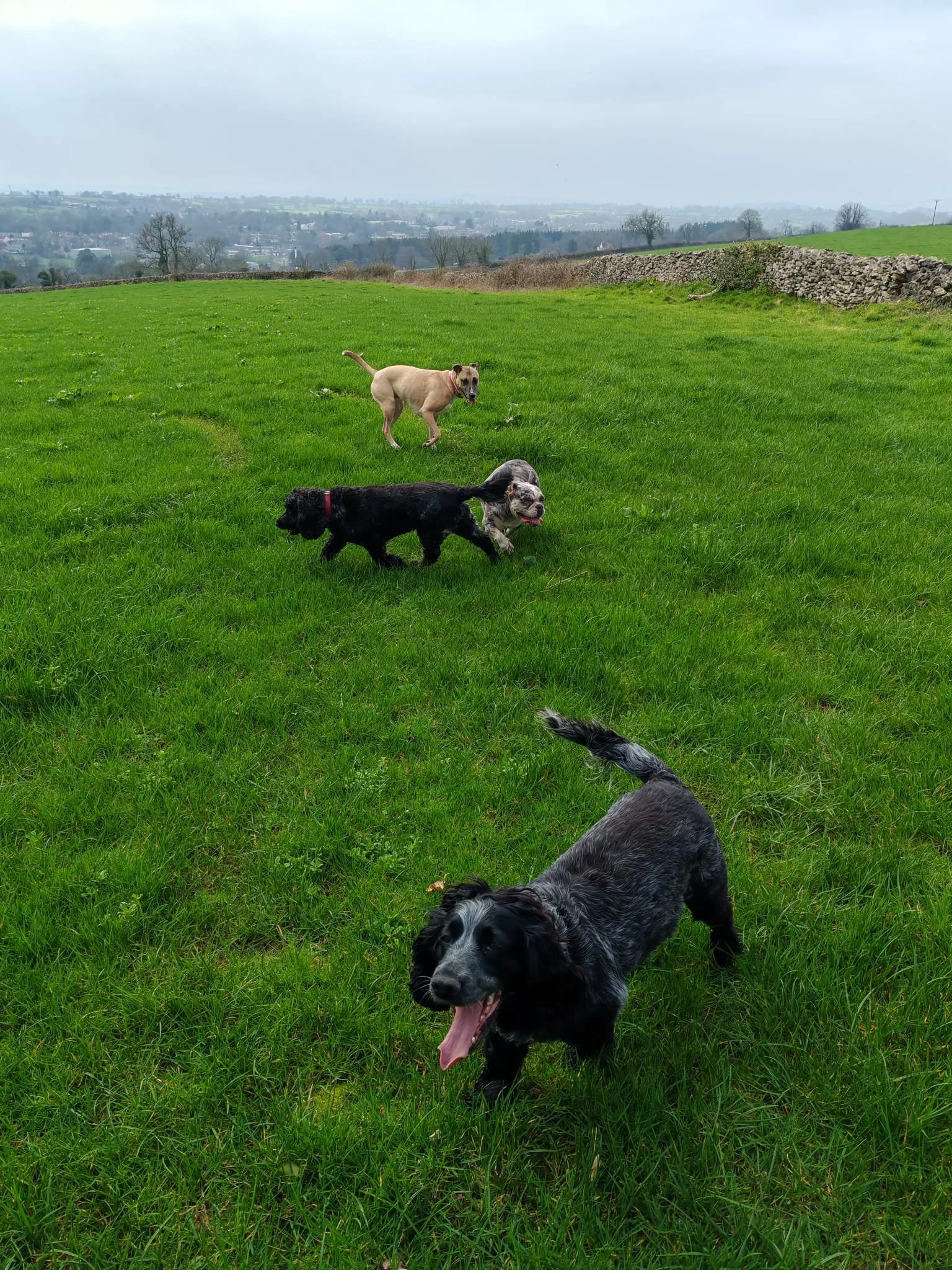 Dogs running in a safe secure field in Somerset