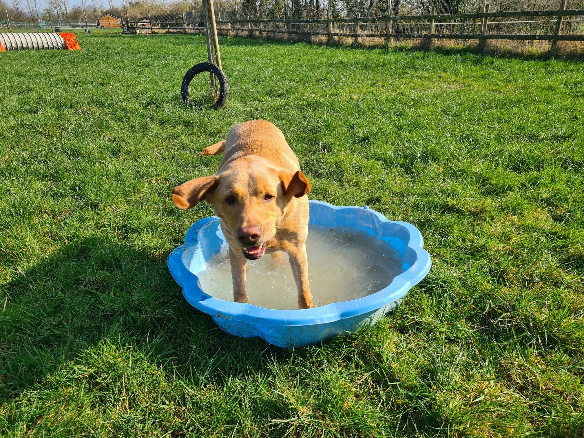 Dog bathing in a safe secure field in Somerset