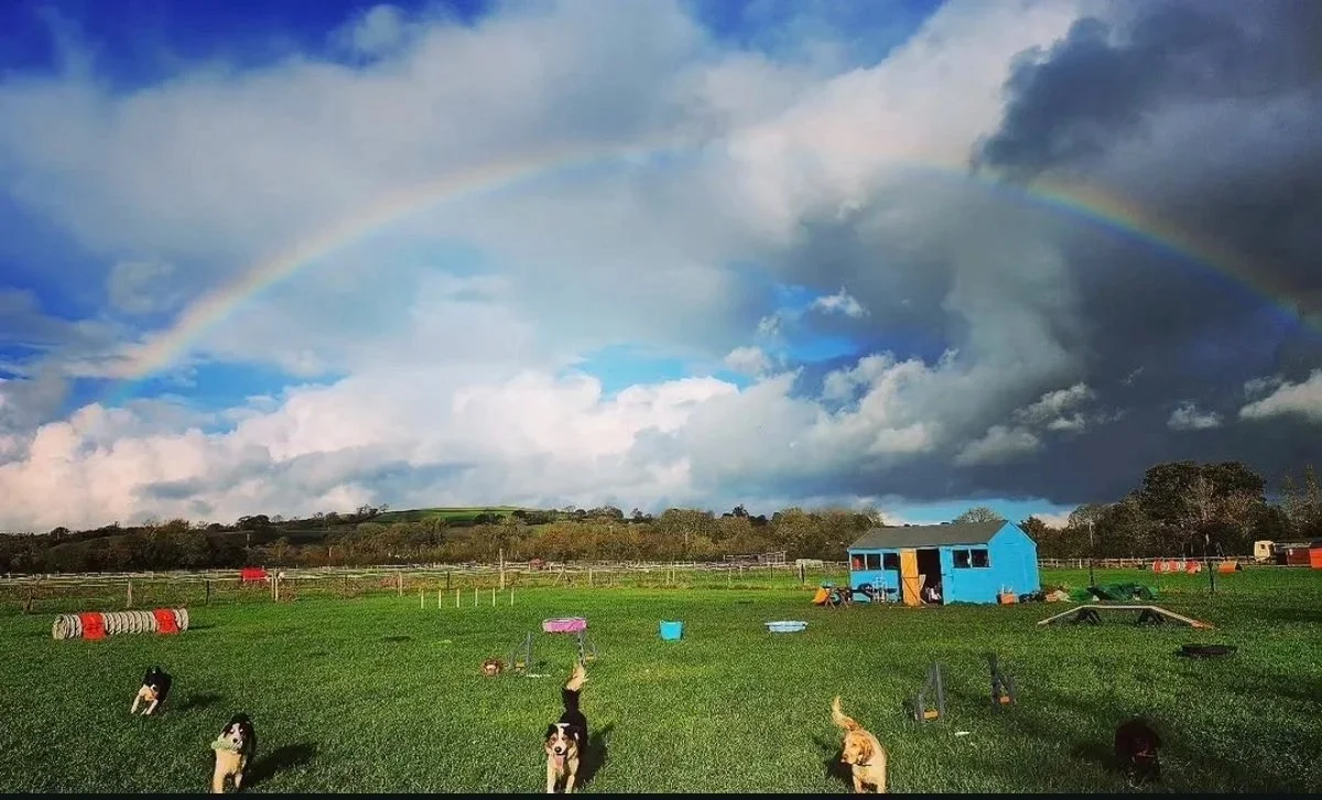 dogs running aroun secure feild at somerset, uk