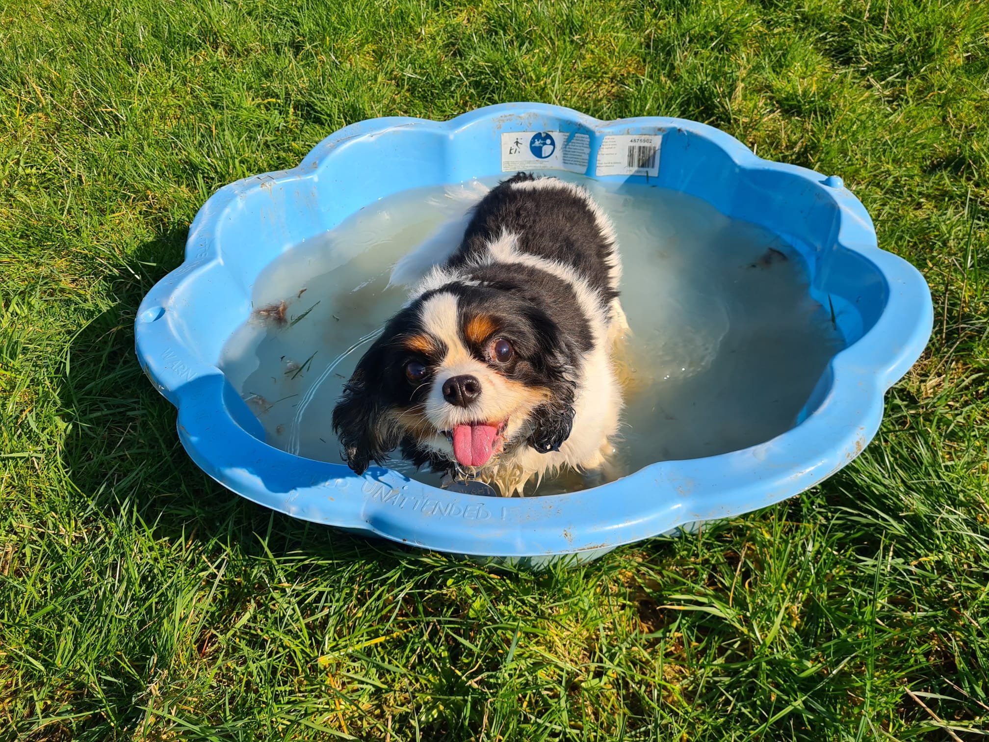 Dog bathing in a safe secure field in Evercreech Somerset